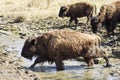 Herd of bison passing through the mud