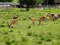 A herd of young animals walks.