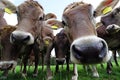 A herd of young brown cows stood curiously on a pasture