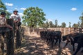 Herd of young bull-calves goes to the auctions