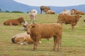A herd of young bulls Royalty Free Stock Photo