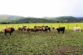 A herd of young bulls at the farm, Venezuela