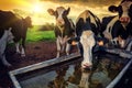 Herd of young calves drinking water Royalty Free Stock Photo