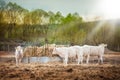 Herd of young calves eating at sunset