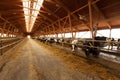 Herd of young cows in cowshed Royalty Free Stock Photo