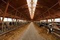 Herd of young cows in cowshed Royalty Free Stock Photo