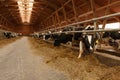 Herd of young cows in cowshed