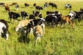 A herd of young cows grazing on a green field in a bright sunny day Royalty Free Stock Photo