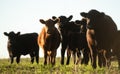 Herd of young cows Royalty Free Stock Photo
