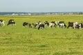 A herd of young cows and heifers grazing in a lush green pasture of grass on a beautiful sunny day. Black and white cows in a Royalty Free Stock Photo