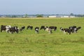 A herd of young cows and heifers grazing in a lush green pasture of grass on a beautiful sunny day. Black and white cows in a Royalty Free Stock Photo