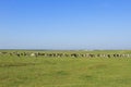 A herd of young cows and heifers grazing in a lush green pasture of grass on a beautiful sunny day. Black and white cows in a Royalty Free Stock Photo