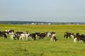 A herd of young cows and heifers grazing in a lush green pasture of grass on a beautiful sunny day. Black and white cows in a Royalty Free Stock Photo