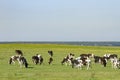 A herd of young cows and heifers grazing in a lush green pasture of grass on a beautiful sunny day. Black and white cows in a Royalty Free Stock Photo