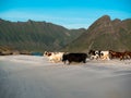 Herd of young cows is running along the beach on a background of mountains Royalty Free Stock Photo