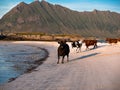 Herd of young cows is running along the beach on a background of mountains Royalty Free Stock Photo