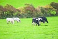 herd of dairy cow breeding in spring pasture Royalty Free Stock Photo