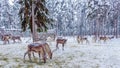 A herd of young deer scientific name Rangifer Tarandus on a pasture in the forest. Christmas and New Year concept. Royalty Free Stock Photo