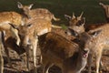 Herd of young deers Royalty Free Stock Photo