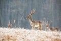 Herd of young fallow deer stags in winter standing on a frosted meadow Royalty Free Stock Photo