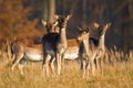 Herd of young fallow deer standing on meadow in autumn.