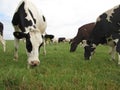 A herd of dairy cows grazing in a field Royalty Free Stock Photo