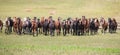 A herd of young horses Royalty Free Stock Photo