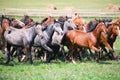 A herd of young horses Royalty Free Stock Photo