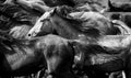 A herd of young horses Royalty Free Stock Photo