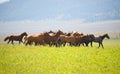 A herd of young horses Royalty Free Stock Photo