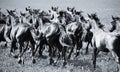 A herd of young horses Royalty Free Stock Photo