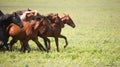 A herd of young horses Royalty Free Stock Photo