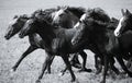 A herd of young horses Royalty Free Stock Photo