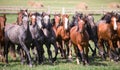 A herd of young horses Royalty Free Stock Photo