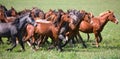 A herd of young horses Royalty Free Stock Photo