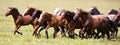 A herd of young horses