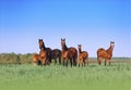 Horses grazing on a neutral background scenery