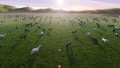 A herd of young horses graze on a picturesque green meadow on a beautiful summer morning. 3D Rendering Royalty Free Stock Photo