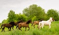 A herd of young icelandic horses in many different colours are running high spirited in a meadow