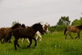 A herd of young icelandic horses in many different colours are running high spirited in a meadow