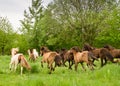 A herd of young icelandic horses in many different colours are running high spirited in a meadow