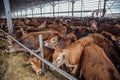 Herd of young Jersey dairy cows in a free livestock stall Royalty Free Stock Photo