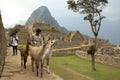 A herd of young Llama`s