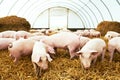 Herd of young piglet at pig breeding farm Royalty Free Stock Photo