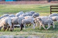 A herd of young trimmed sheep lambs graze in the meadow on a sunny evening. Against the background of grass. Horizontal Royalty Free Stock Photo