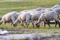 A herd of young trimmed sheep lambs graze in the meadow on a sunny evening. Against the background of grass. Horizontal Royalty Free Stock Photo