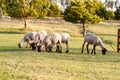 A herd of young trimmed sheep lambs graze in the meadow on a sunny evening. Against the background of grass and trees Royalty Free Stock Photo