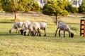 A herd of young trimmed sheep lambs graze in the meadow on a sunny evening. Against the background of grass and trees Royalty Free Stock Photo