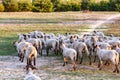 A herd of young trimmed sheep lambs run from the camera through the meadow in the sun. Against the background of grass Royalty Free Stock Photo