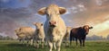 Herd of young white cows at sunset